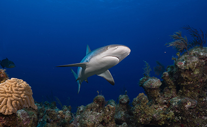 a shark swims over coral