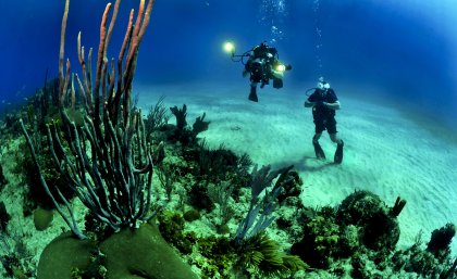 divers inspect coral