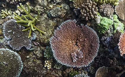 coral and algae underwater