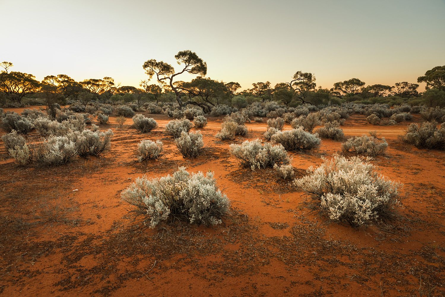 Image of red sand and arid plants in Australian outback