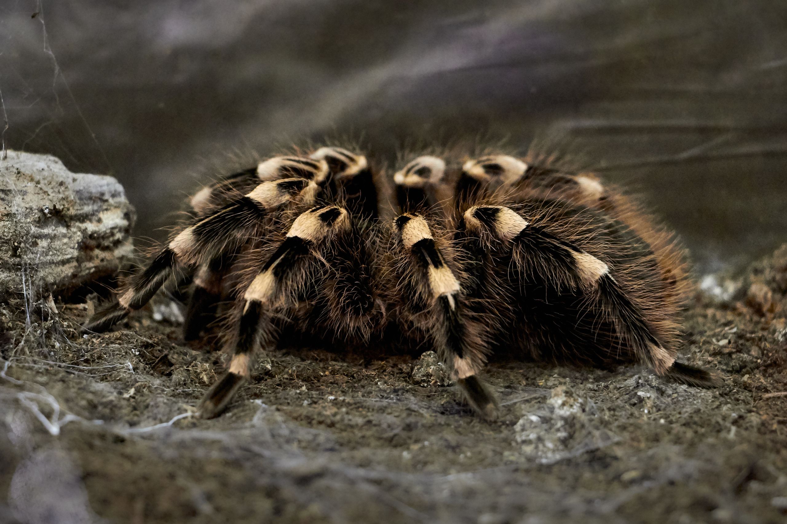 Tarantula spider crawling over dirt and rocks. Image by Oleg Didenko.