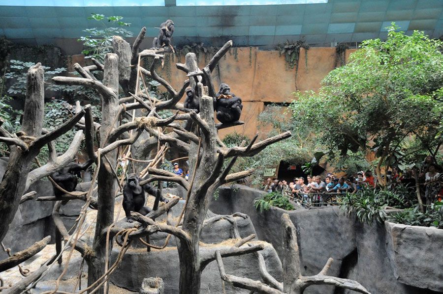 Gorillas at Tropic World sitting in tree.
