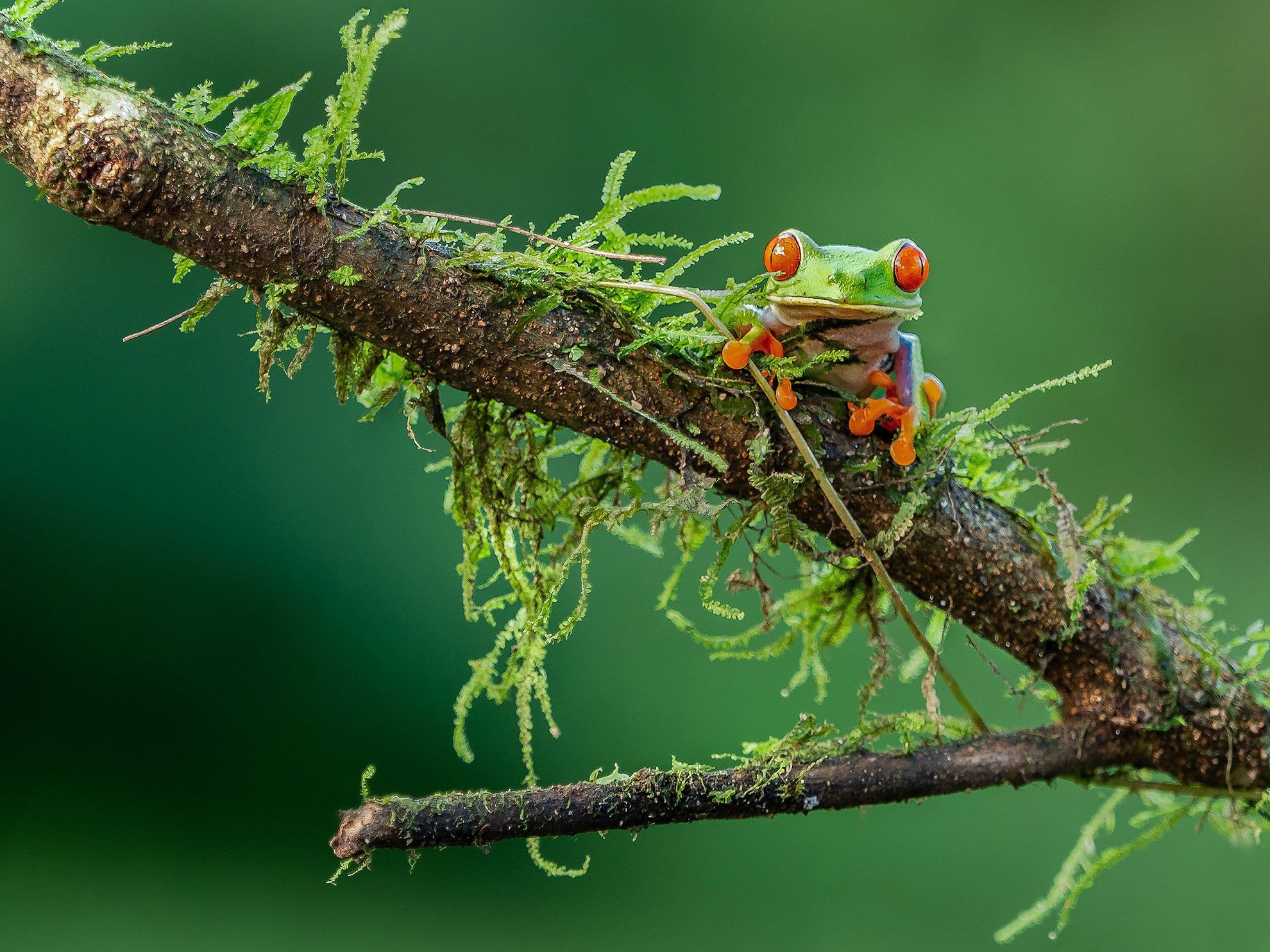 Green frog sitting on a branch