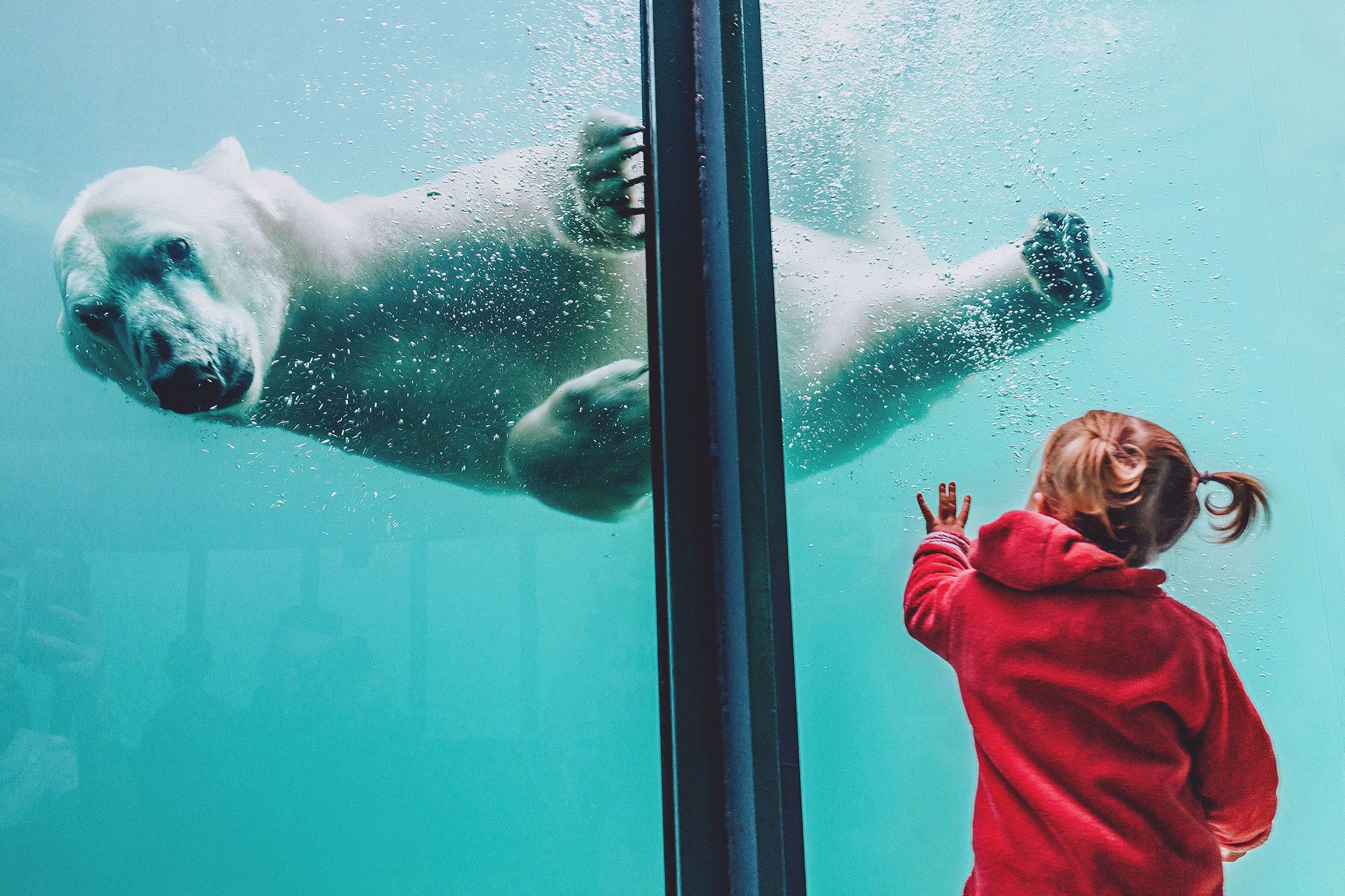 A child standing in front of a polar bear.