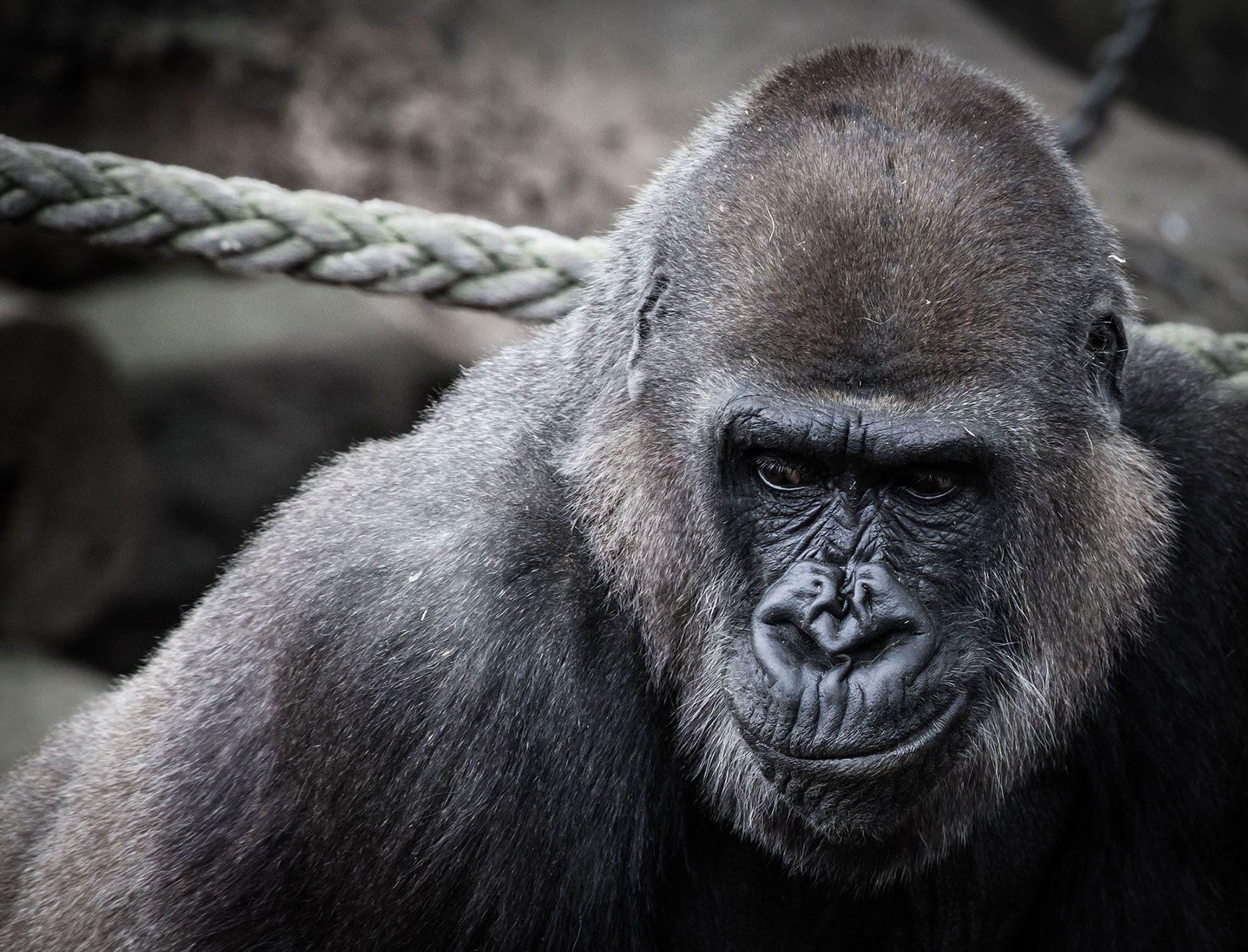 Gorilla at Taronga Zoo