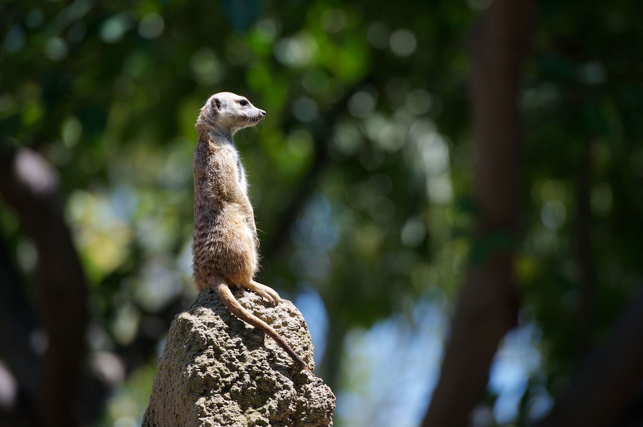 Meerkat standing on rock