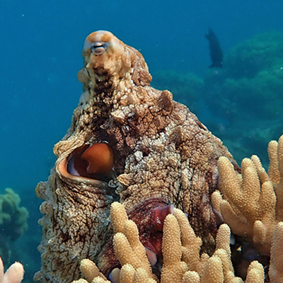 The unique brain power of octopuses revealed by researchers
