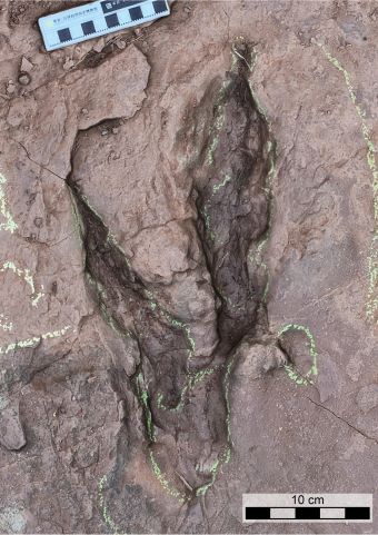 A photo looking down on the deep imprint of a two-toed dinosaur track in brown earth, with some measuring tools beside it and yellow chalk marks around the perimeter.