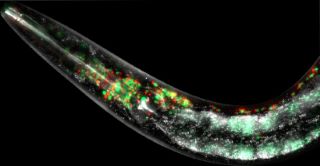 A microscopic image of a clear bent tube-like structure with red and green tiny dots inside