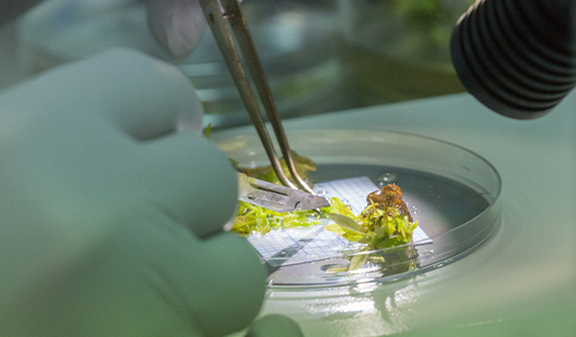 A close-up image of avocado tissue culture.