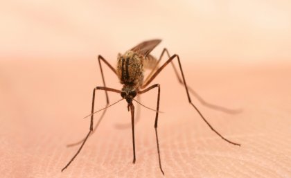 Image (iStock): mosquitoes are moving into regions where people have had no prior exposure to them