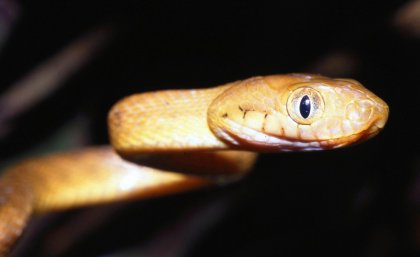 Invasive Snakes Hitchhiking On Planes Uq News The University