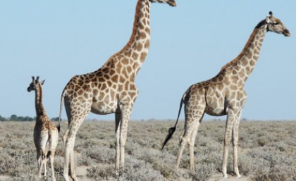 Like humans, giraffes choose who they want to hang out with. Photo taken by UQ's Kerryn Carter of giraffes at Etosha National Park.