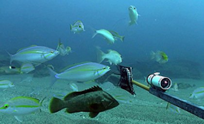 An image collected by a Baited Remote Underwater Video Station (BRUVS). Image courtesy of CSIRO