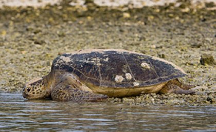 Turtle on Heron Island