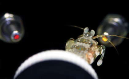 Colour blindness test surprisingly reveals that mantis shrimp have poor colour sense.