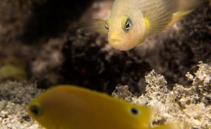 Wideband anemonefish from the Solitary Islands, Australia, tending eggs. Photo: Ian Shaw.