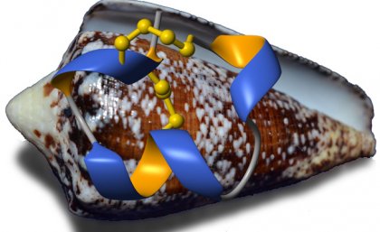 The RegIIA toxin in molecular form superimposed on a cone snail. Cone snail venom could lead to better detection and treatment of some cancers and addictions.