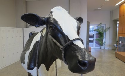 Udderly Unreal Cows To Help Train Vet Students Uq News The University Of Queensland Australia