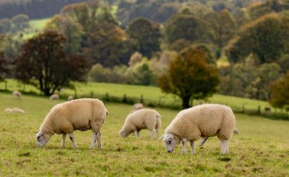 A flock of sheep grazing in a paddock