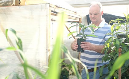 Dr Chris O'Brien holding an avocado plant in pot.