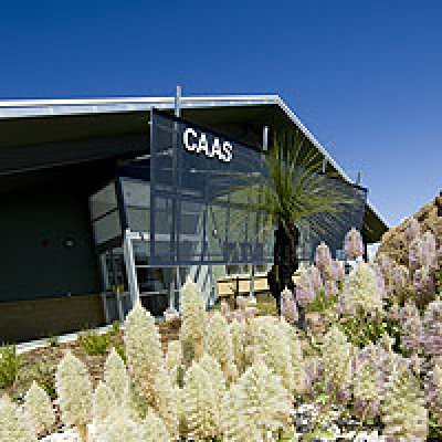 Outback Princess growing outside the CAAS at UQ Gatton