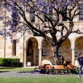 People walking past a jacaranda tree in front of a sandstone building