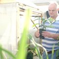 Dr Chris O'Brien holding an avocado plant in pot.