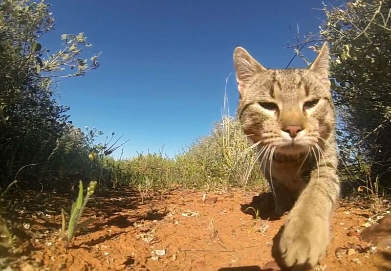 Ferals running rampant - UQ News - The University of ...