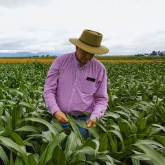  Professor David Jordan in a sorghum crop field