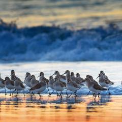 Flock of birds standing on a shoreline