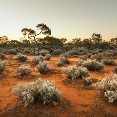 Small dry bushes sprouting from red dirt