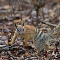 An Australian numbat, discovered in a wheatbelt oasis. Image: John Lawson
