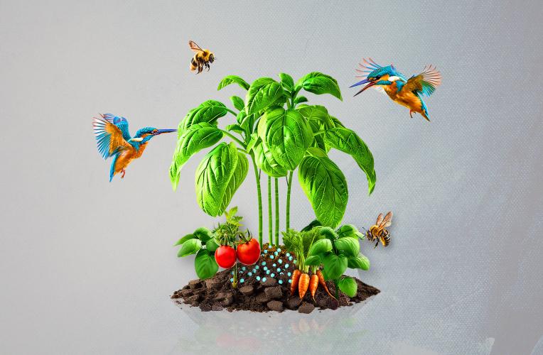 Hummingbirds and bees hovering over vegetable plants