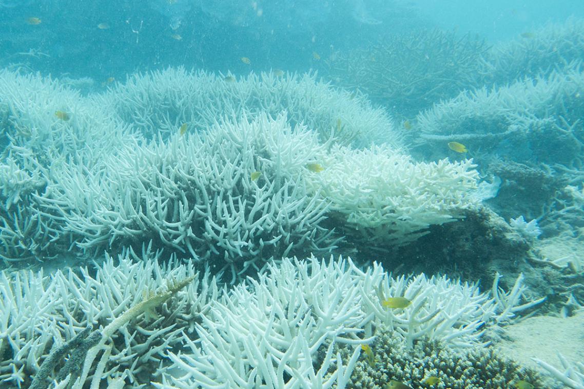 An underwater view of bleached coral in a reef 