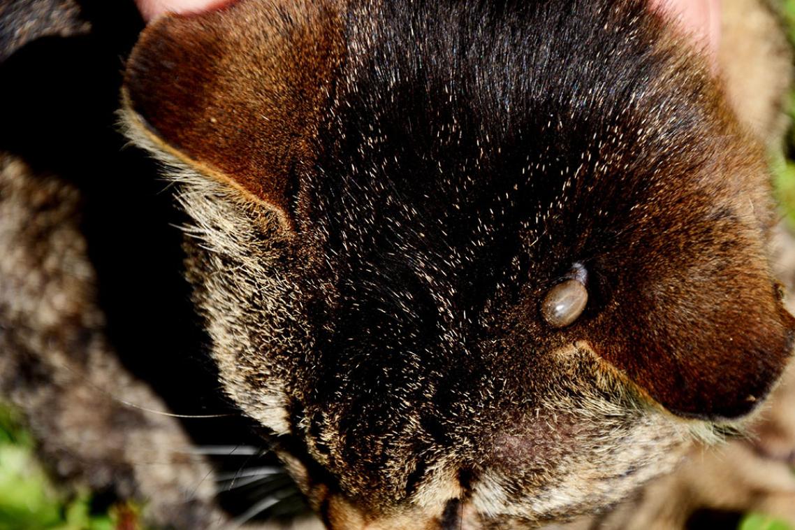 A close up image of a cat with a tick sitting on it's head 