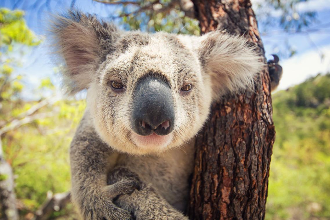 A close-up of a koala's face 