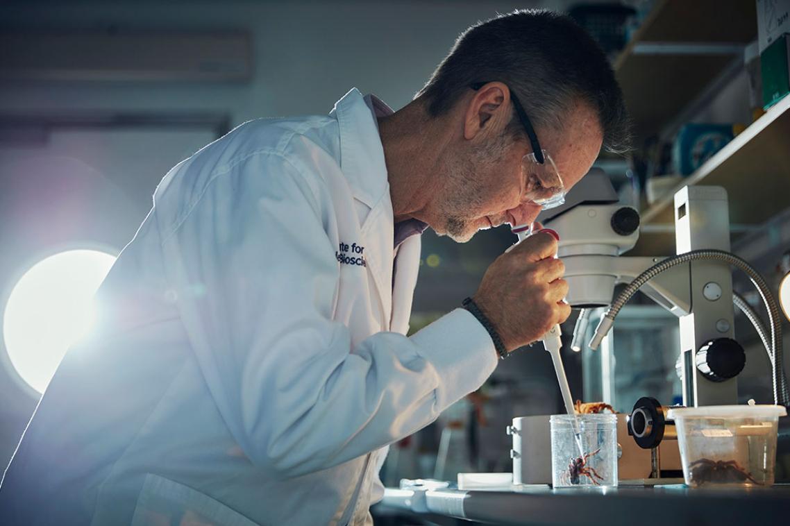 Professor Glenn King in the lab analysing a funnel web spider 