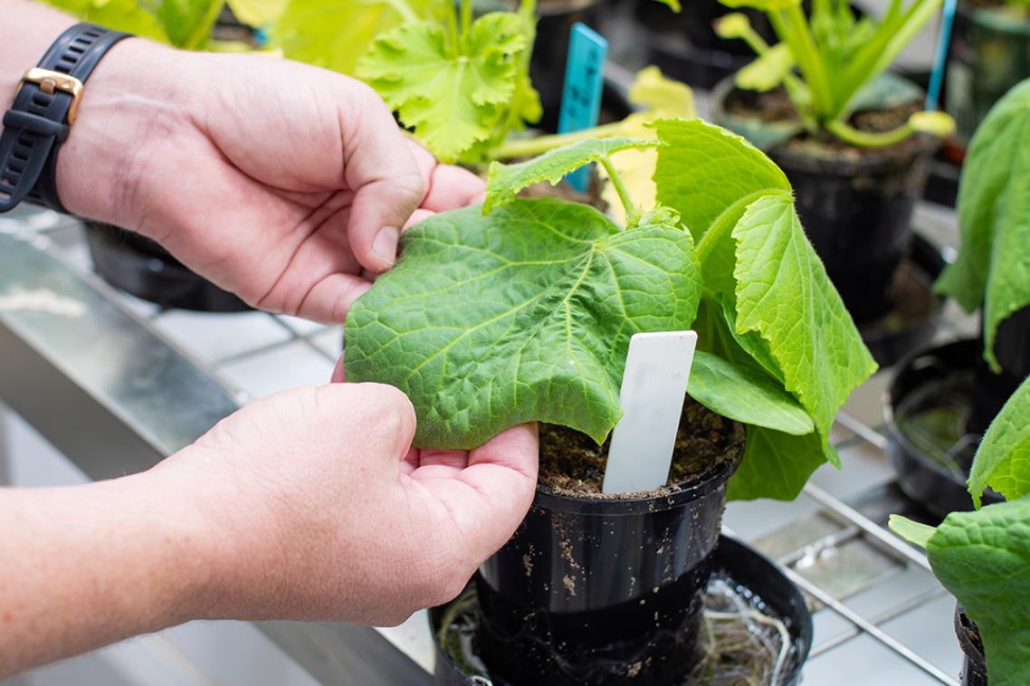 Two hands holding onto a large green leaf in a pot 
